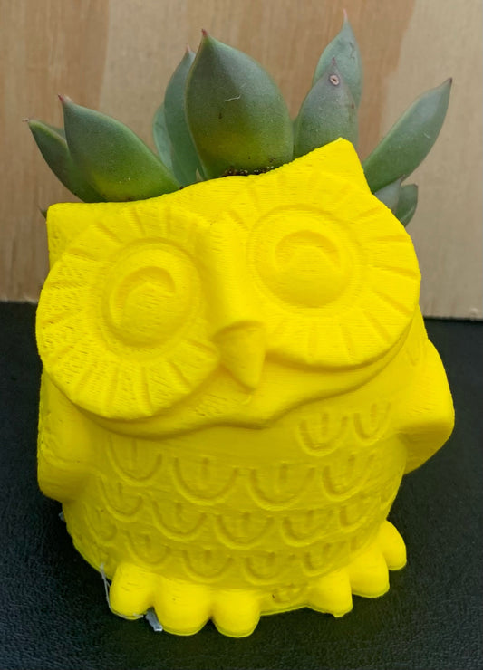 3D Printed Owl Planter with Succulent (Local Pickup Only)