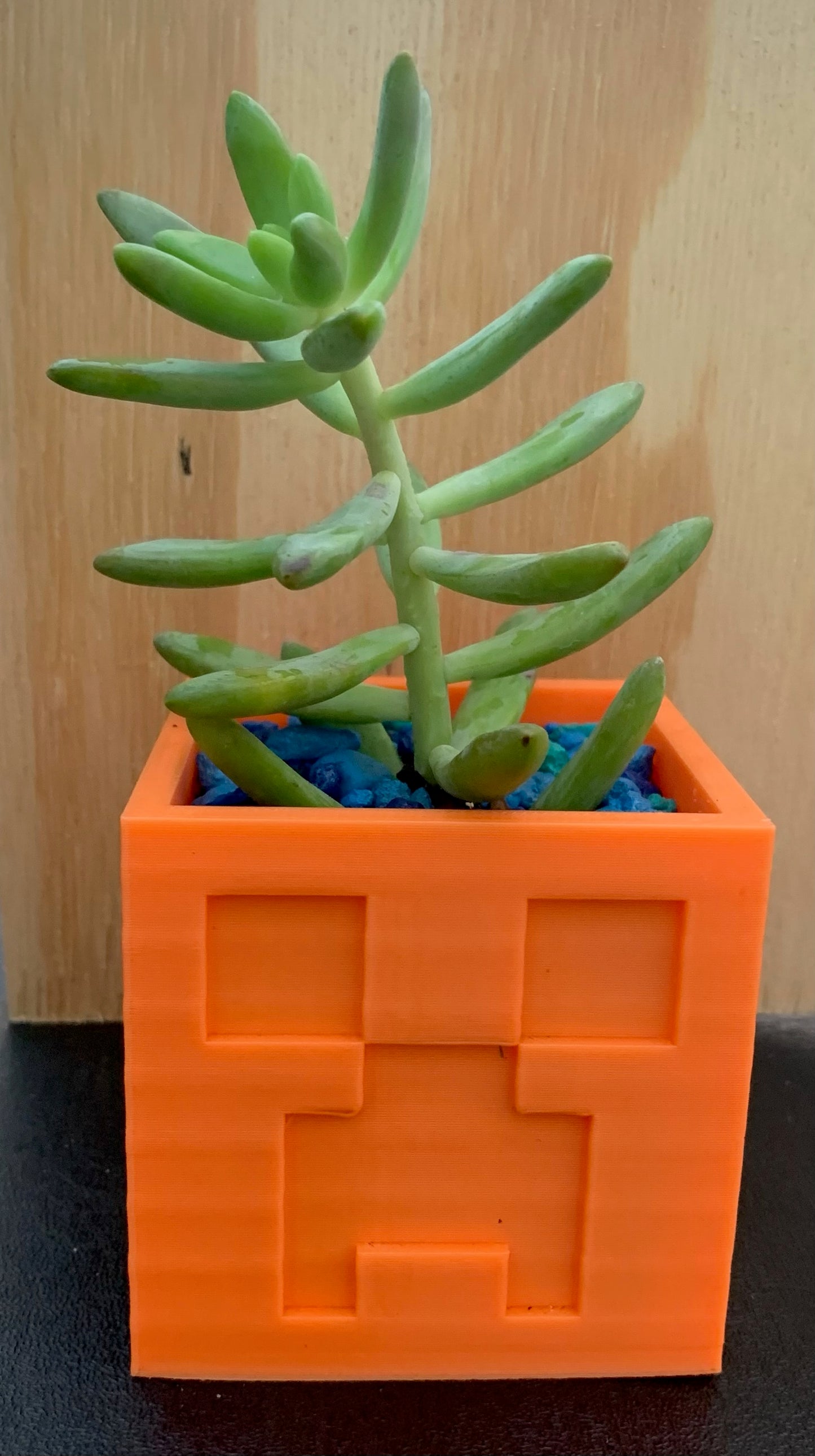 3D Printed Creeper Planter with Succulent (Local Pickup Only)